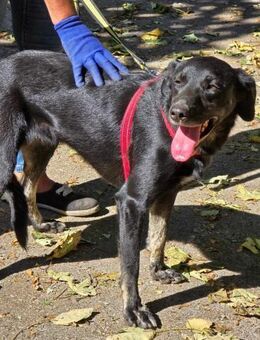 Freundliche Black Beauty DIMA sucht♥️ - München