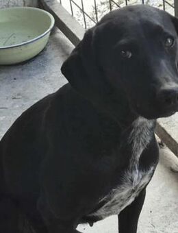 SOILA SUCHT RUHIGES ZUHAUSE - Nörten-Hardenberg