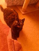 Britisch Kurzhaar Katze in 16515