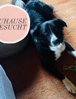 Menschenbezogene ZARA sucht Zuhause❤️ - Saarbrücken