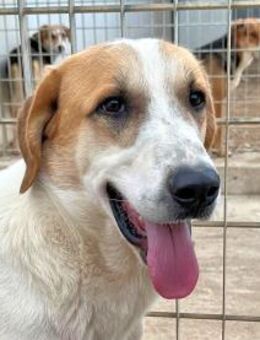 VALENTINO - süße Zuckerschnute - Regensburg