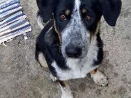 Mischlingsrüde Ozzie (ca 1 Jahr) sucht sein liebevolles Zuhause ♡ - Zwickau