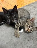 Zwei süßen Katzen abzugeben in 22049