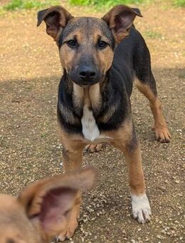 Bruce sucht sein Zuhause - Fronreute