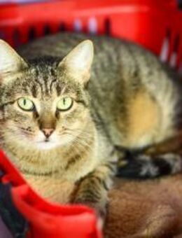 Kallia aus dem Tierschutz - Grevenbroich