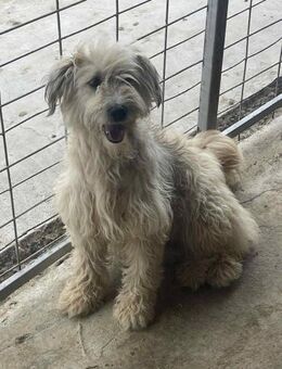 Walli sucht ein liebevolles Zuhause - Blankenheim (Nordrhein-Westfalen)