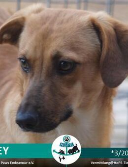 JOEY - *03/2023 - Leimen (Baden-Württemberg)