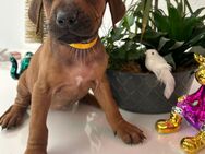 Rhodesian Ridgeback Welpen - Herford (Hansestadt)