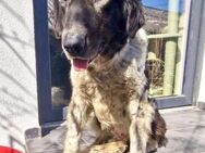 Lotti - sanfte Seniorin sucht Liebe - Koblenz