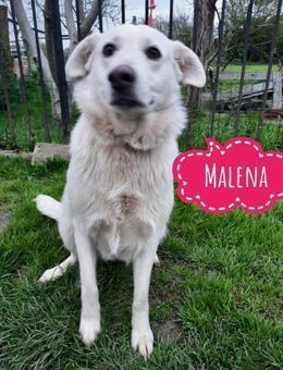 Malena eine fröhliche Hündin - Mannheim