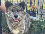 Iris  Die stolze Akita-Dame Sucht - Rostock