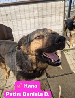 Rana; unternehmungslustige Naturfreundin - Geilenkirchen