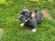Französische Bulldoggen Welpen abgabebereit! - Lüdinghausen