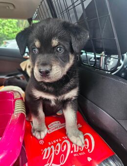 Labrador-Husky Welpen - Mönchengladbach