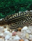 Goldstreifenflossensauger in 97618