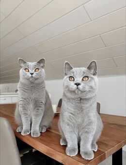 Zwei wunderschöne Britisch Kurzhaar Katzen abzugeben - Weikersheim