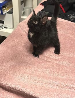 Babykatzen 12 Wochen alt abzugeben - Oyten