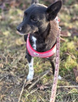 Sweety unsere kleine zarte Maus , ca 1,5 J alt , kastriert ca 35 cm groß und ca 6 kg ,kastr. - Hohe Börde