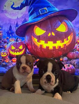 Reinrassige Traum Boston Terrier Welpen dürfen bald ausziehen ! - Aachen Zentrum