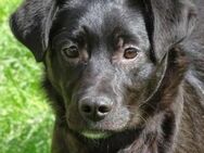 Wer rettet ARCHIE aus der Tötung? - Gefrees