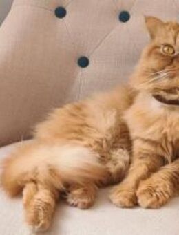 Jacko sucht Ruhe und Geborgenheit - München