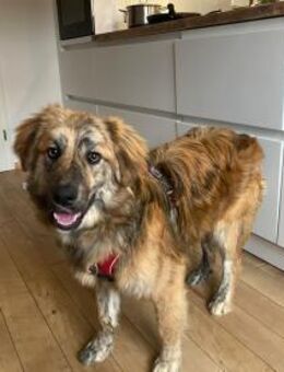 Arlo sucht ein liebevolles Zuhause! - Linden (Hessen)