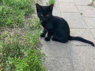 Katzenjunge 12 Wochen alt in liebevolle Hände abzugeben - Herbolzheim