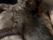 Felisia von Brittstein Katze, Kitten abzugeben - Höchst (Odenwald)