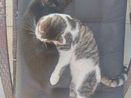 2 zuckersüße Kater Tierschutzverein Samtpfoten Katzenhilfe Ries e.V. - Rain Zentrum