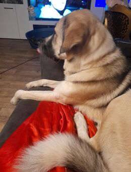 Schöne Schäferhund Mischlingshündin - Neumünster