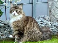 Maine Coon mit Stammbaum - Wörth (Rhein)