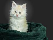 Maine Coon Kitten 😻 Kater Loki - ein ganz besonderer Schatz =^..^= - Witten