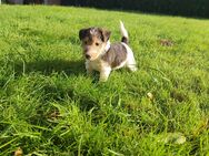 Kleine Drahthaar Foxterrier Welpen - Steyerberg