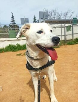 Rose sucht ihre für immer Familie! - Krefeld