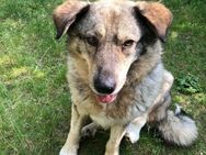 liebe Lotti sucht ihre Familie - Bochum
