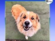 💛THOR - SUCHT LIEBE FAMILIE FÜR EINE SC - Alfeld (Leine)