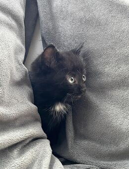 Süsse Kater - Völklingen