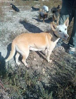 Marisol sucht ruhiges Zuhause Alb - Ludwigshafen (Rhein)