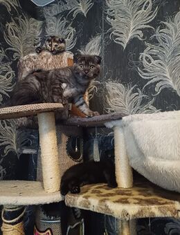 BKH süße Kätzchen - Dresden