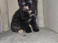 BKH katze(weiblich) - Gelsenkirchen Schalke-Nord