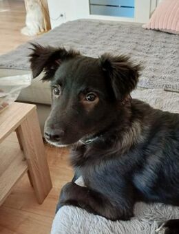 Charakter aus Gold - Hundekind sucht - Dillingen (Donau)