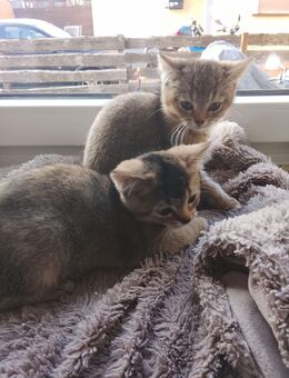 BKH Kitten - Bremen