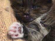 Kleiner Maine Coon Kater sucht ein Zuhause - Duisburg