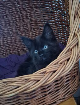 Knuddelalarm! Zwei Maine Coon Kitten warten noch auf Ihre Dosenöffner - Hörselberg-Hainich