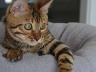 Bengal Kitten - Bad Zwischenahn