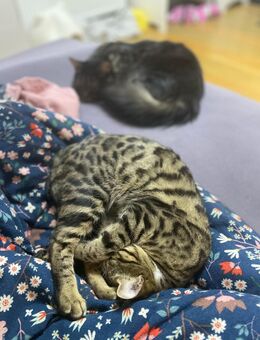 Zwei liebe Katzen suchen gemeinsam ein neues, liebevolles Zuhause - Oberaudorf