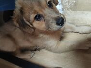 2 Tibet Terrier Welpen Weibchen mix - Doberlug-Kirchhain Zentrum