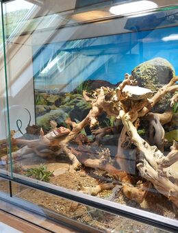 Terrarium 100x60x60 mit Zubehör & Zwergbartagamen abzugeben - Buchenbach