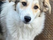 Chopin ist ein lieber Bub 🐾 - Elsdorf (Nordrhein-Westfalen)