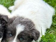 Border collie Welpen - Niedere Börde